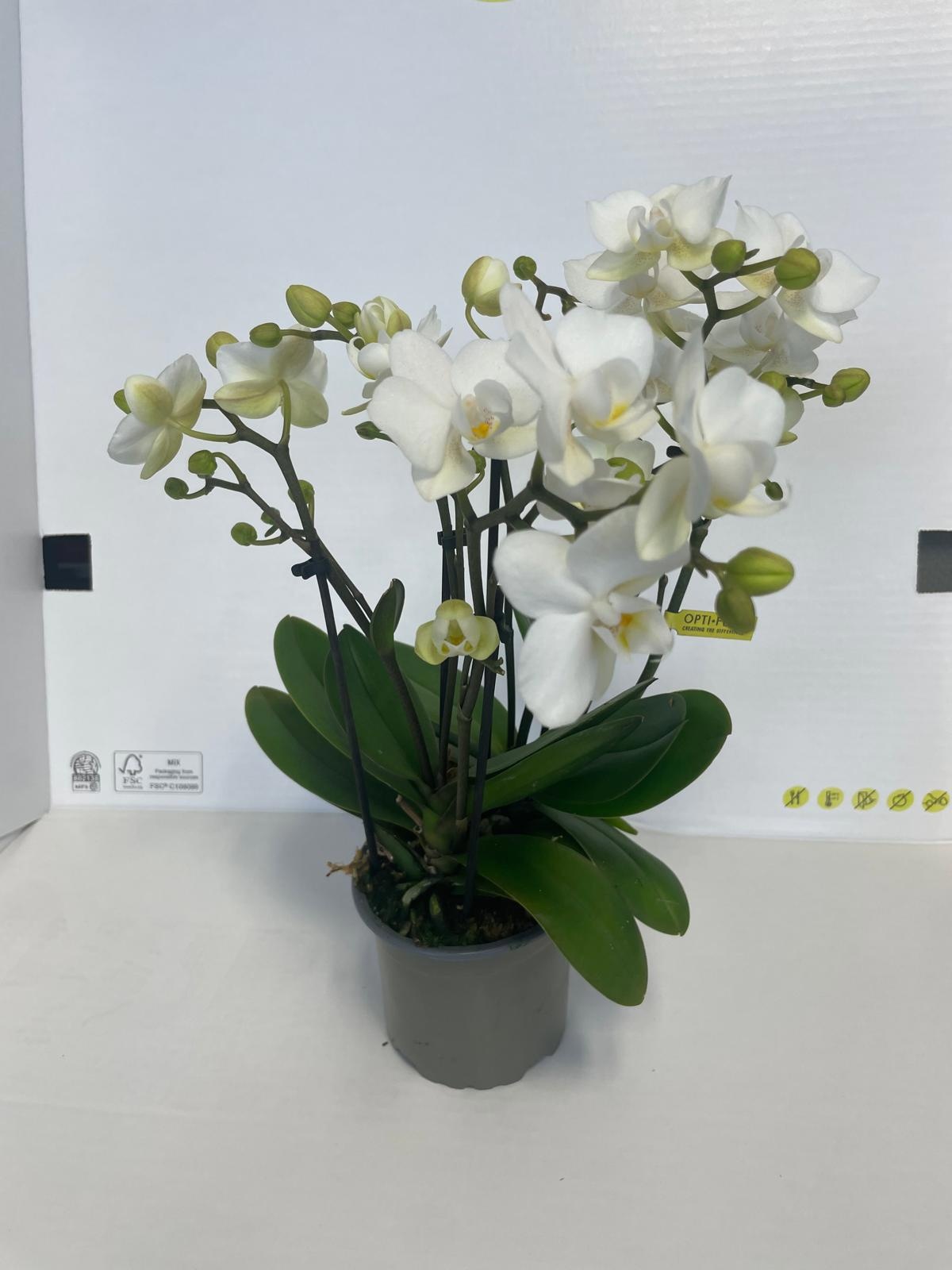 Botanico Sandra 10,5, D 9 cm