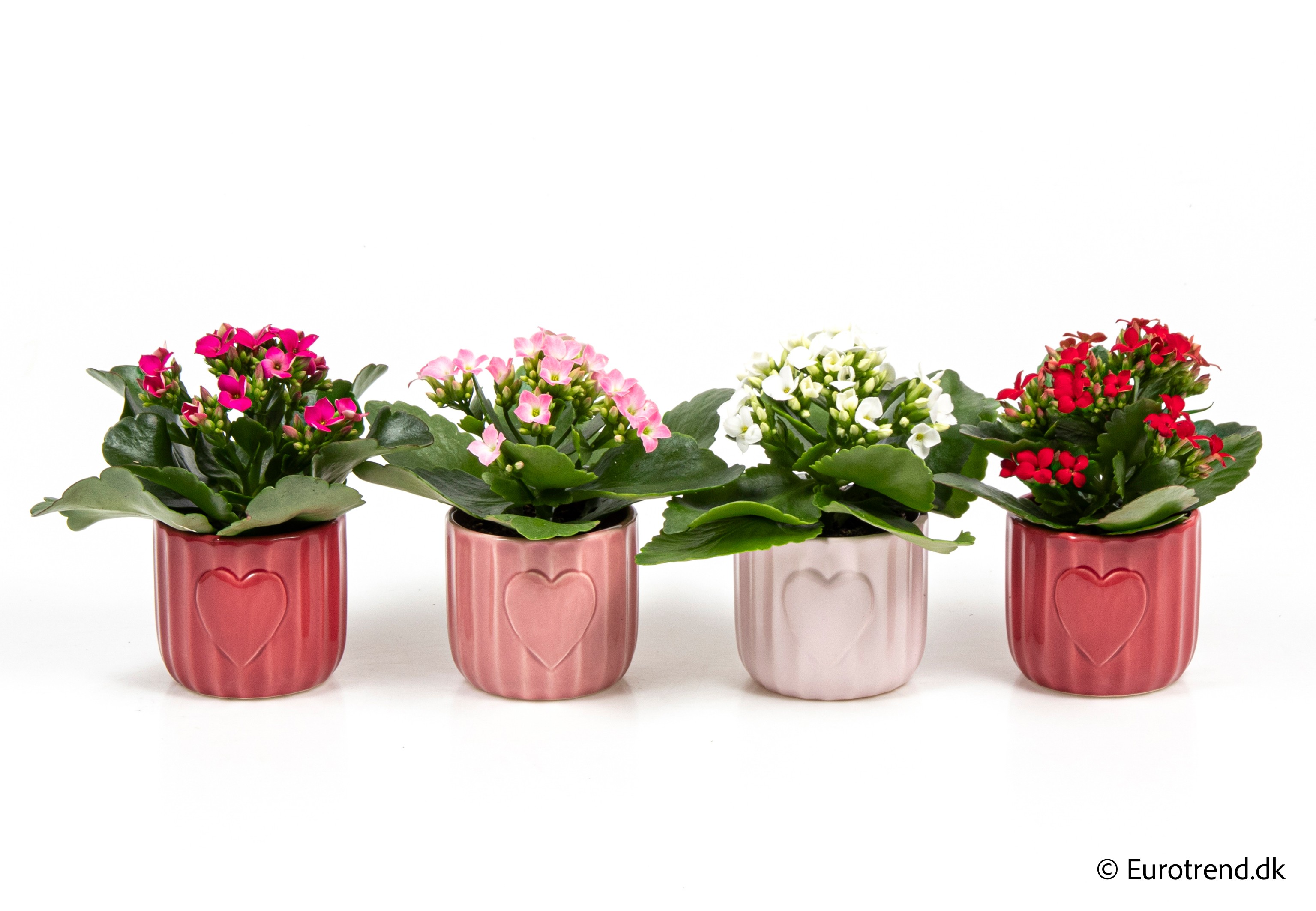 Kalanchoe in Valentine ceramic 2026, D 6