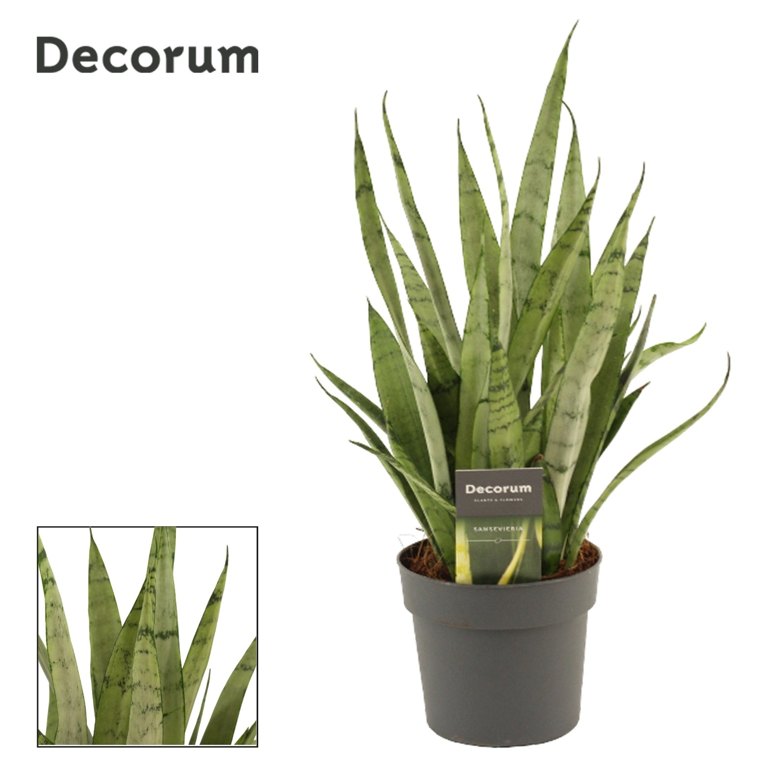 Sansevieria Silver Princess 12 cm (Decorum), D 12