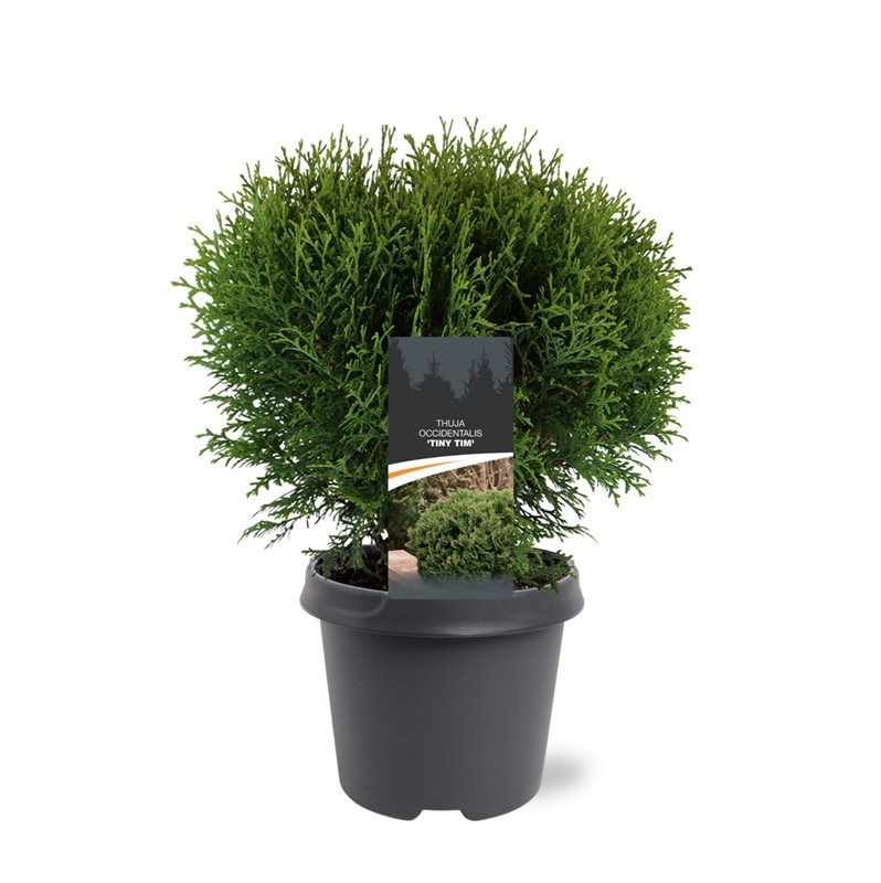 Thuja occidentalis 'Tiny Tim', D 23