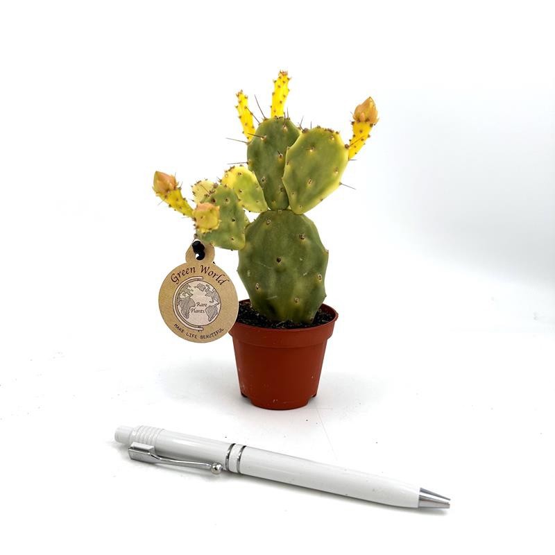 OPUNTIA JAMAICENSIS H996 Mini Opunt.Crazy White, D 6 cm