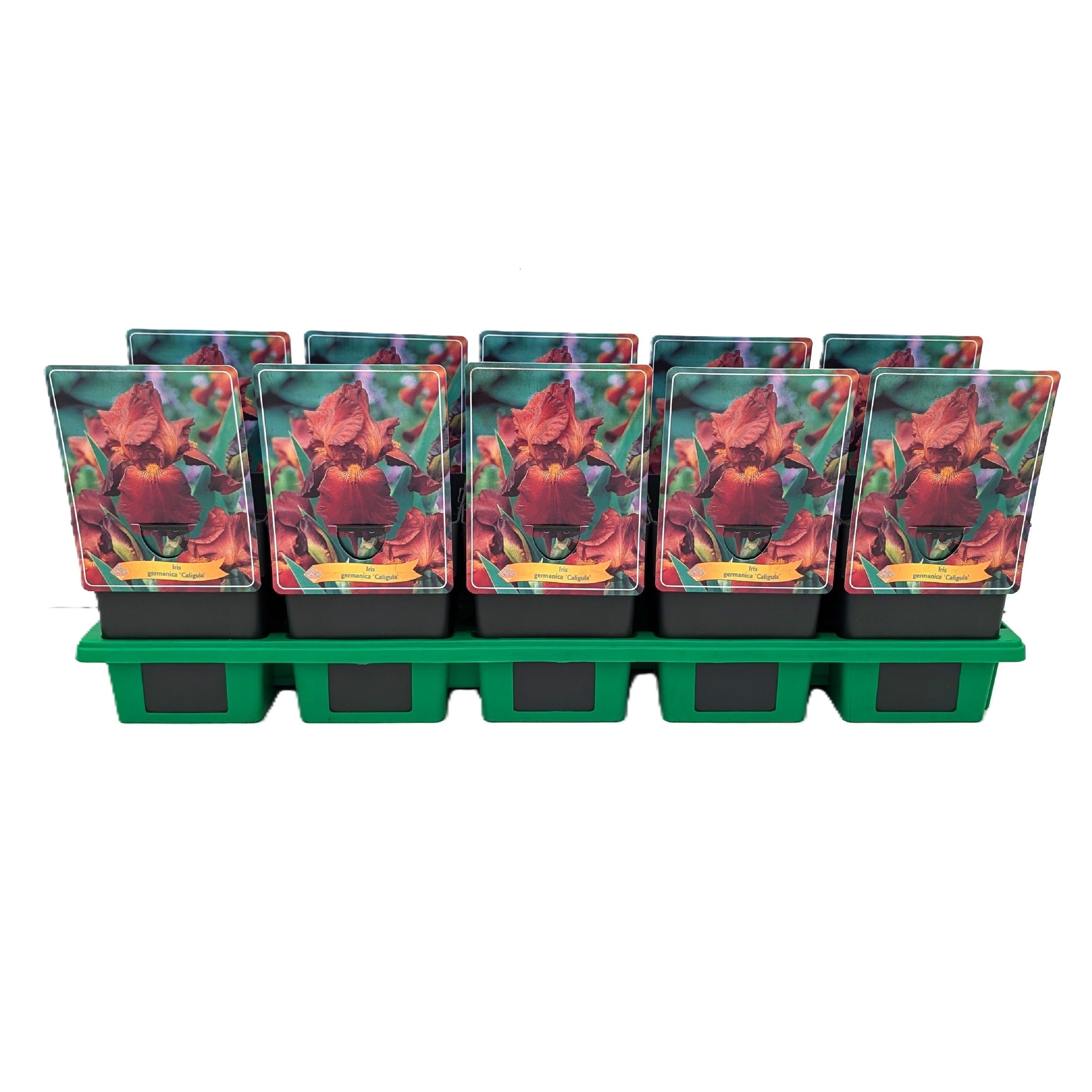 Iris germanica 'Caligula' P11, D 11