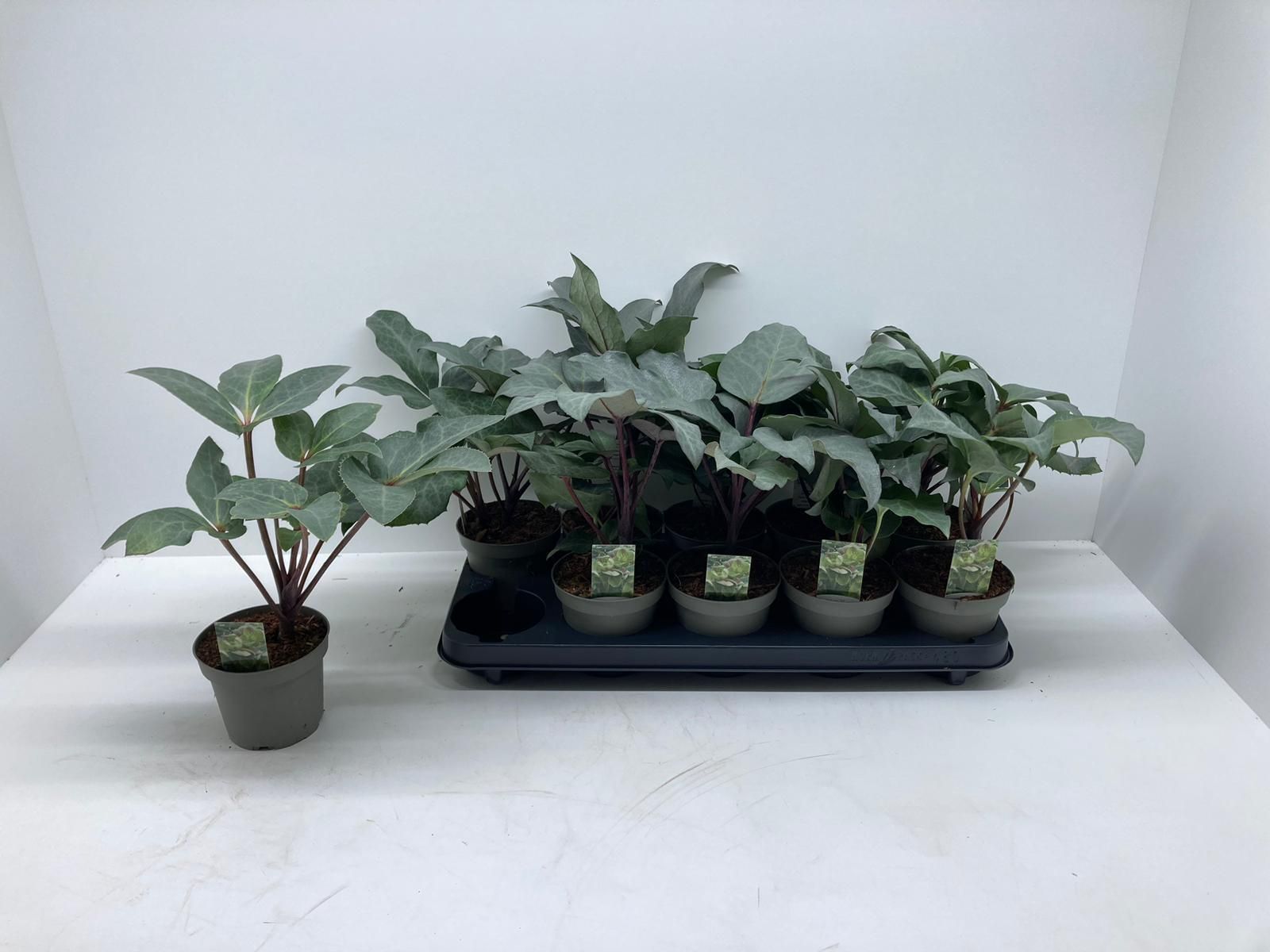 Helleborus sternii 'Grey Star', D 12 cm