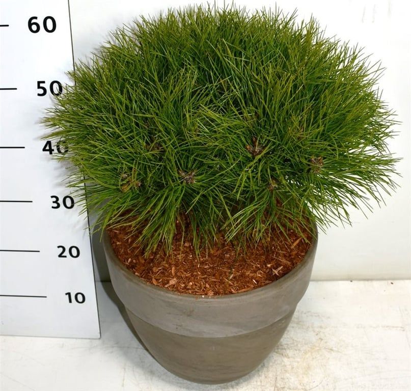 Pinus nigra 'Marie Bregeon', D 35