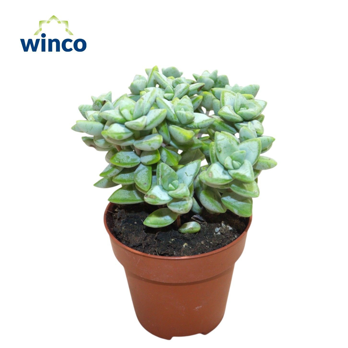 Crassula Perfoliata, D 8,5