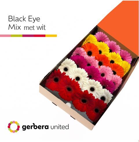 Гербера Микс в линию x50, шт.