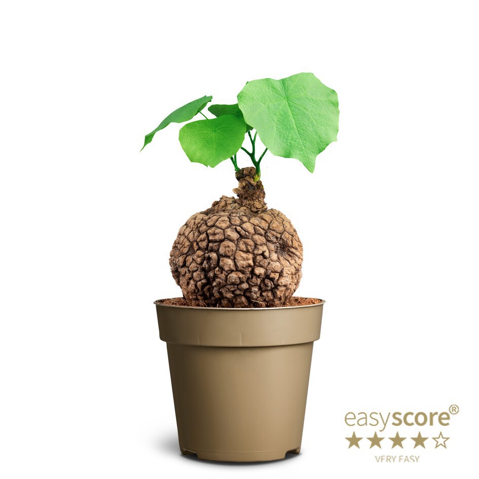 STEPHANIA SUBEROSA, D 9