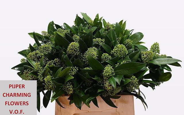 Скимия Кью Грин за пучок 40, пуч.