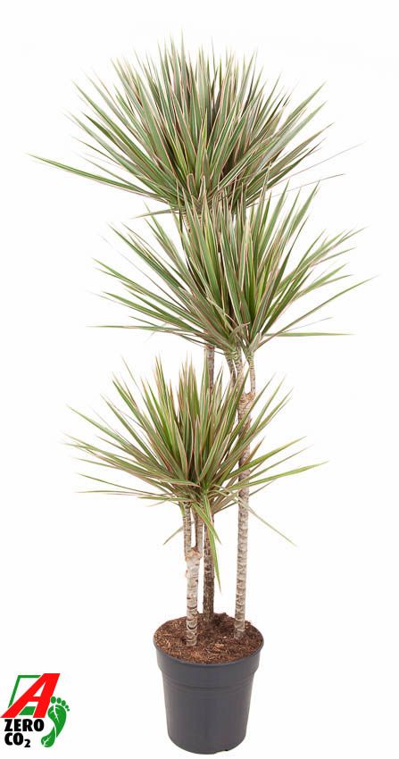 Dracaena Bicolor 90-60-30, D 24 cm