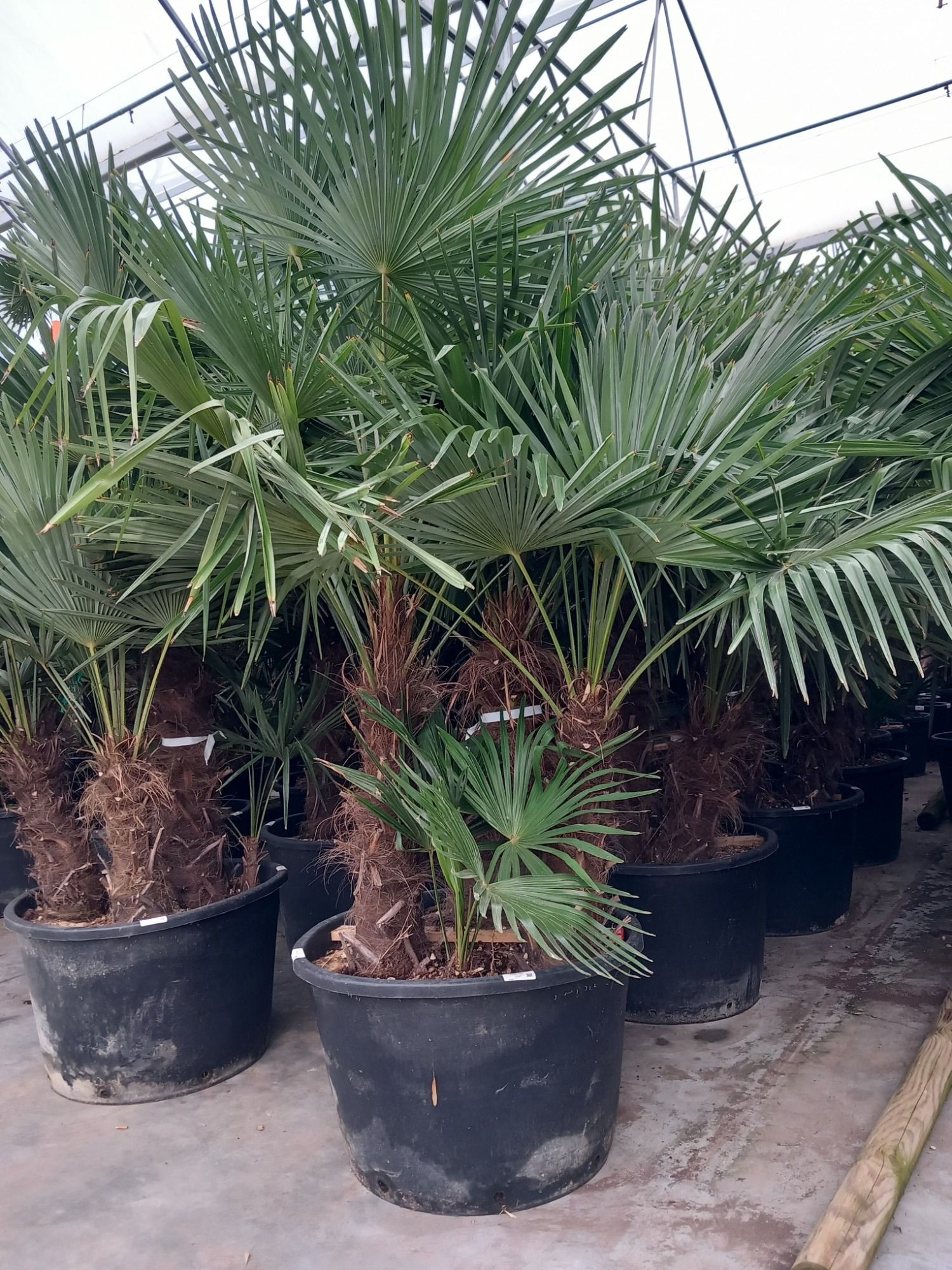 trachycarpus fortunei, D 45