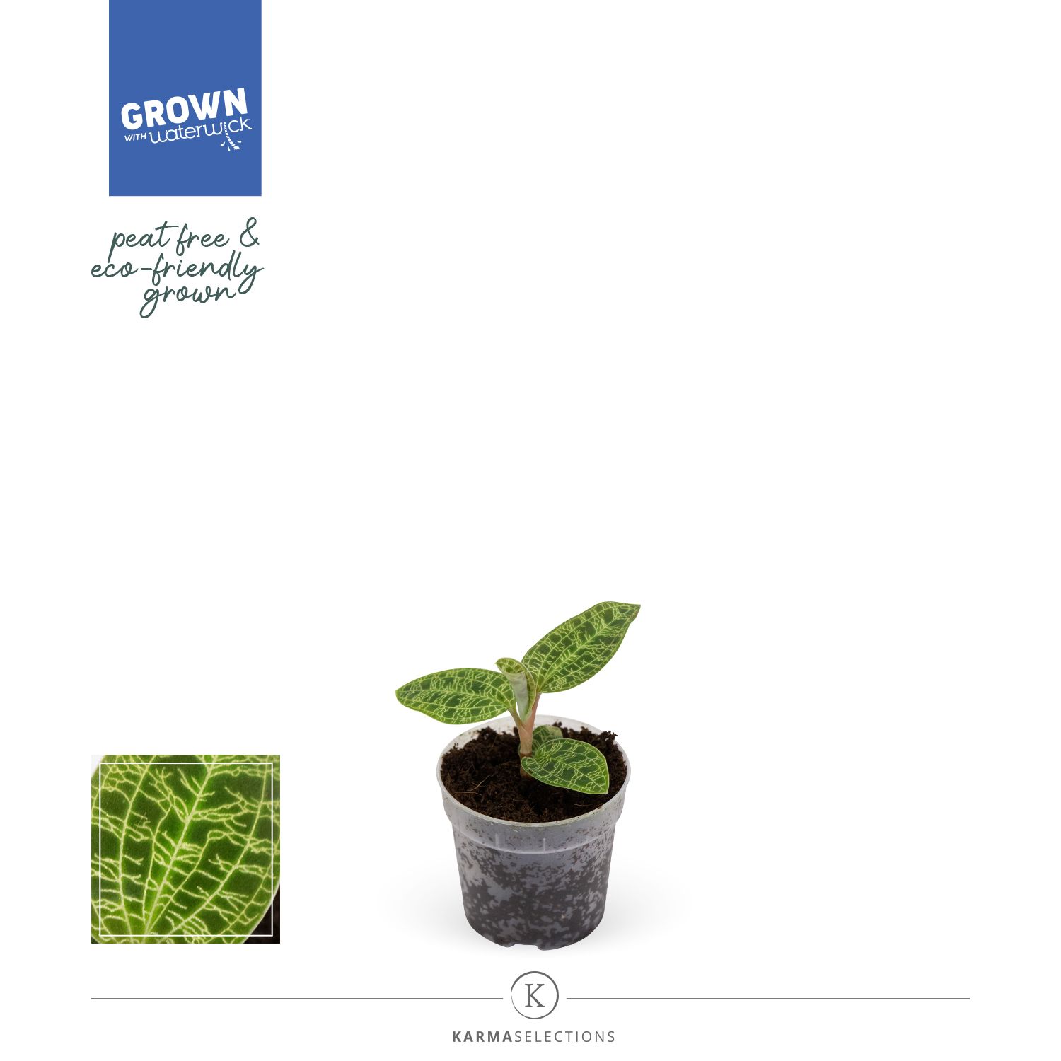 Mimesis Jewel Orchid KARMA Macodes Emerald - 7cm, D 7 cm