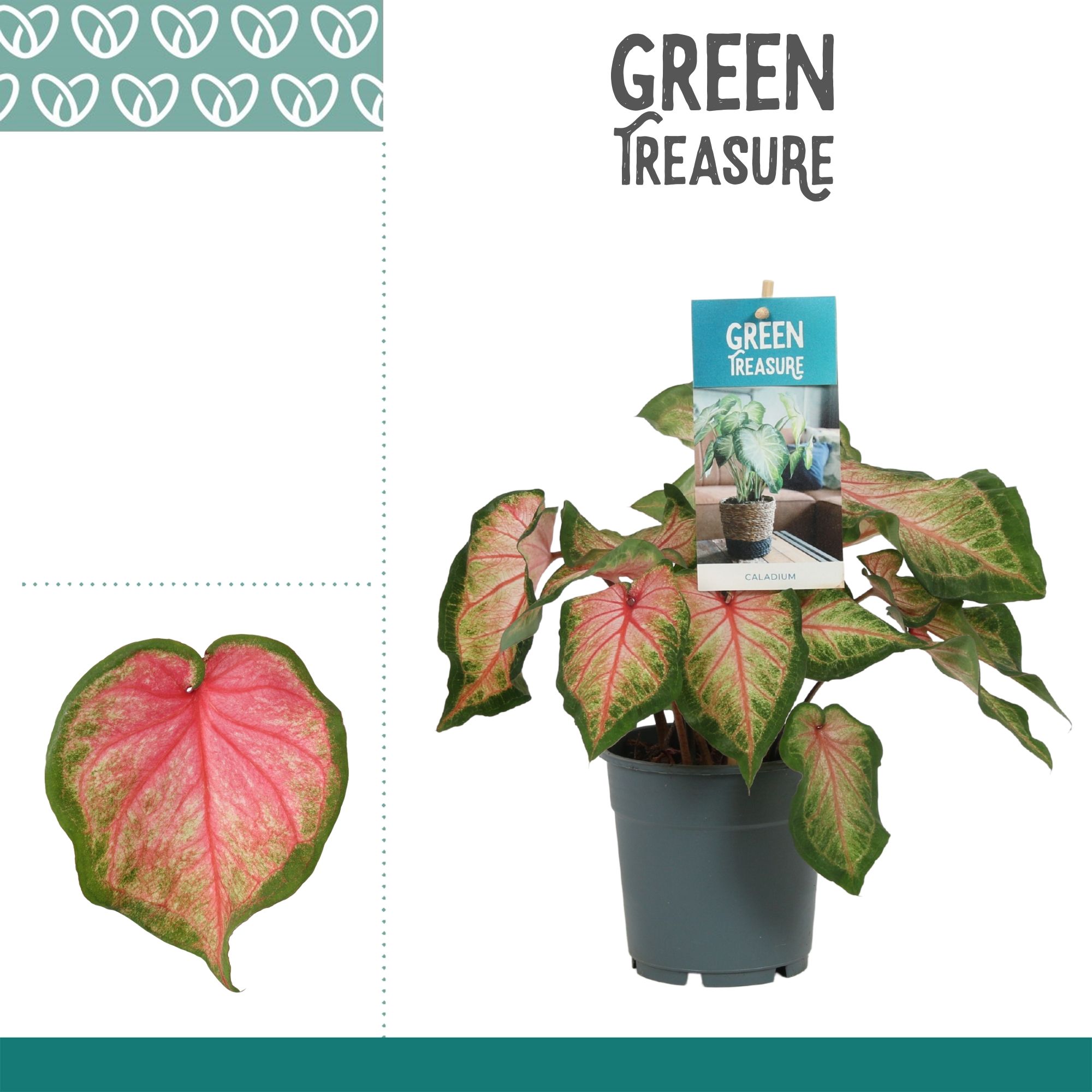 Caladium Roze, D 12