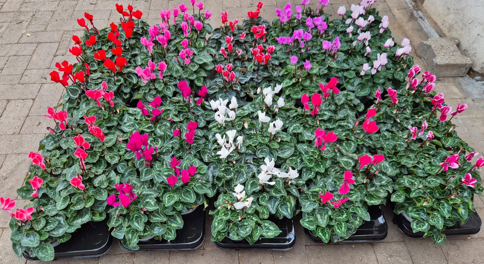 Cyclamen Super Serie XL 13 cm Gemengd, D 13