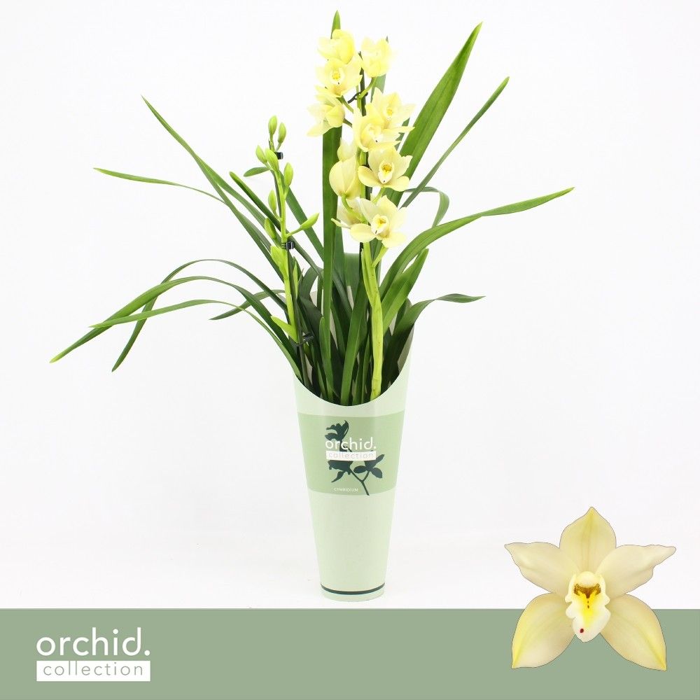 Cymbidium, Paddy 2-spike 'Orchid Collection' Potcover, D 12 cm