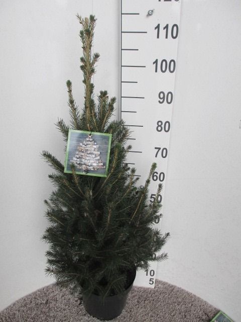 Picea glauca Super Green 60-80 P26, D 26 cm
