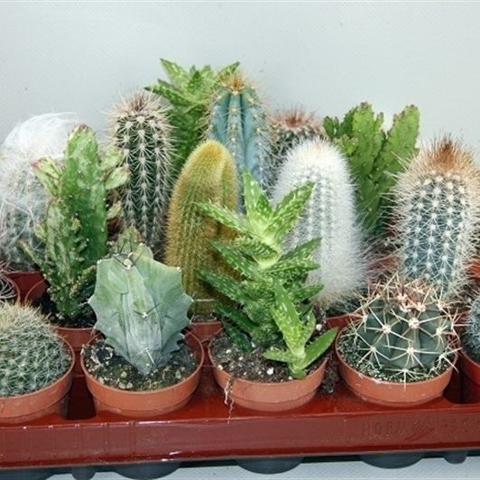 96 Cactus gemengd 6,5 cm, D 6,5 cm 96 Cactus gemengd 6,5 cm, D 6,5 cm