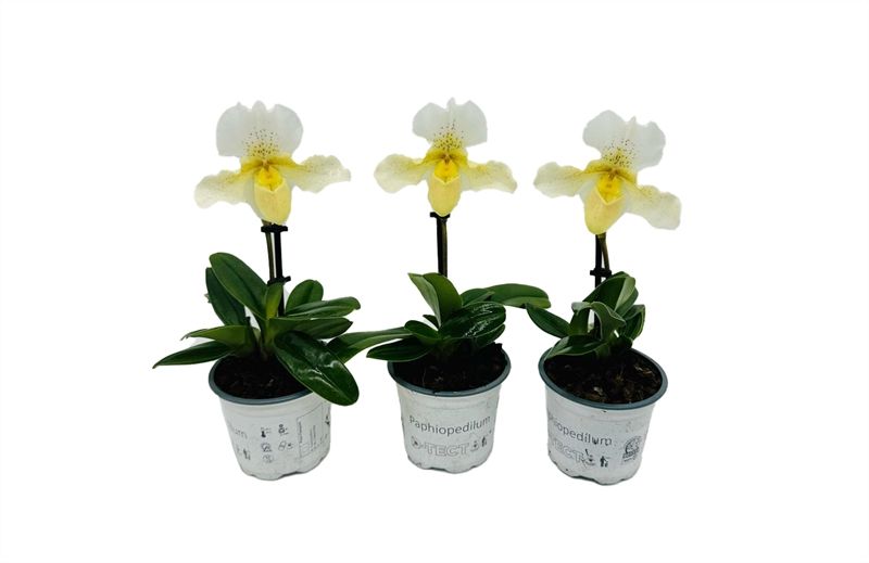 Paphiopedilum p09 Rosy Dawn 1bl, D 9