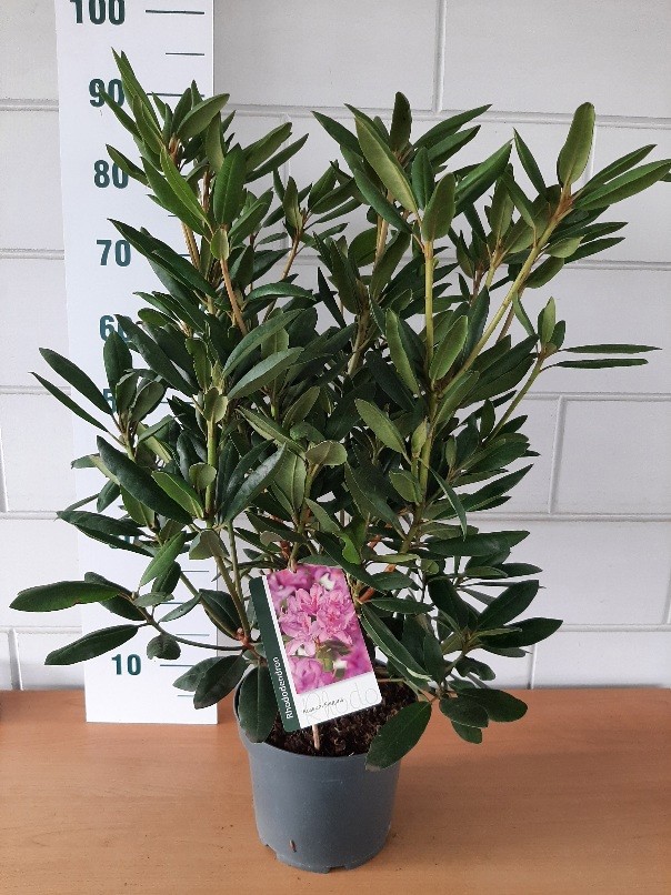 Rhododendron catawbiense 'Roseum Elegans', D 23