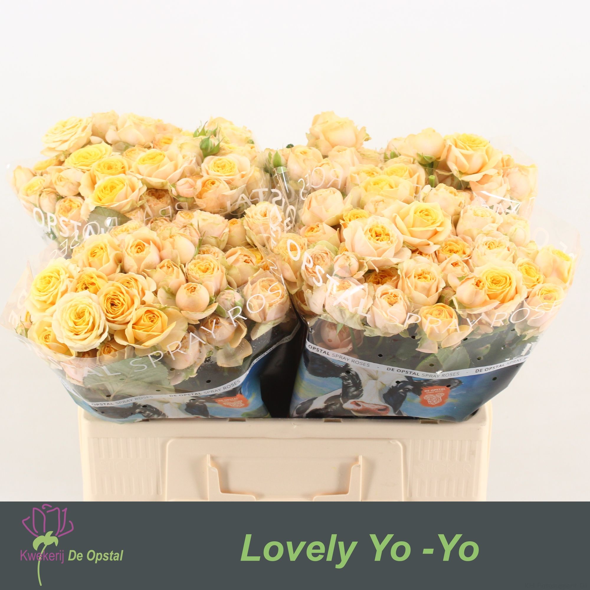 Роза куст. Лавки Йо-Йо 55, шт.