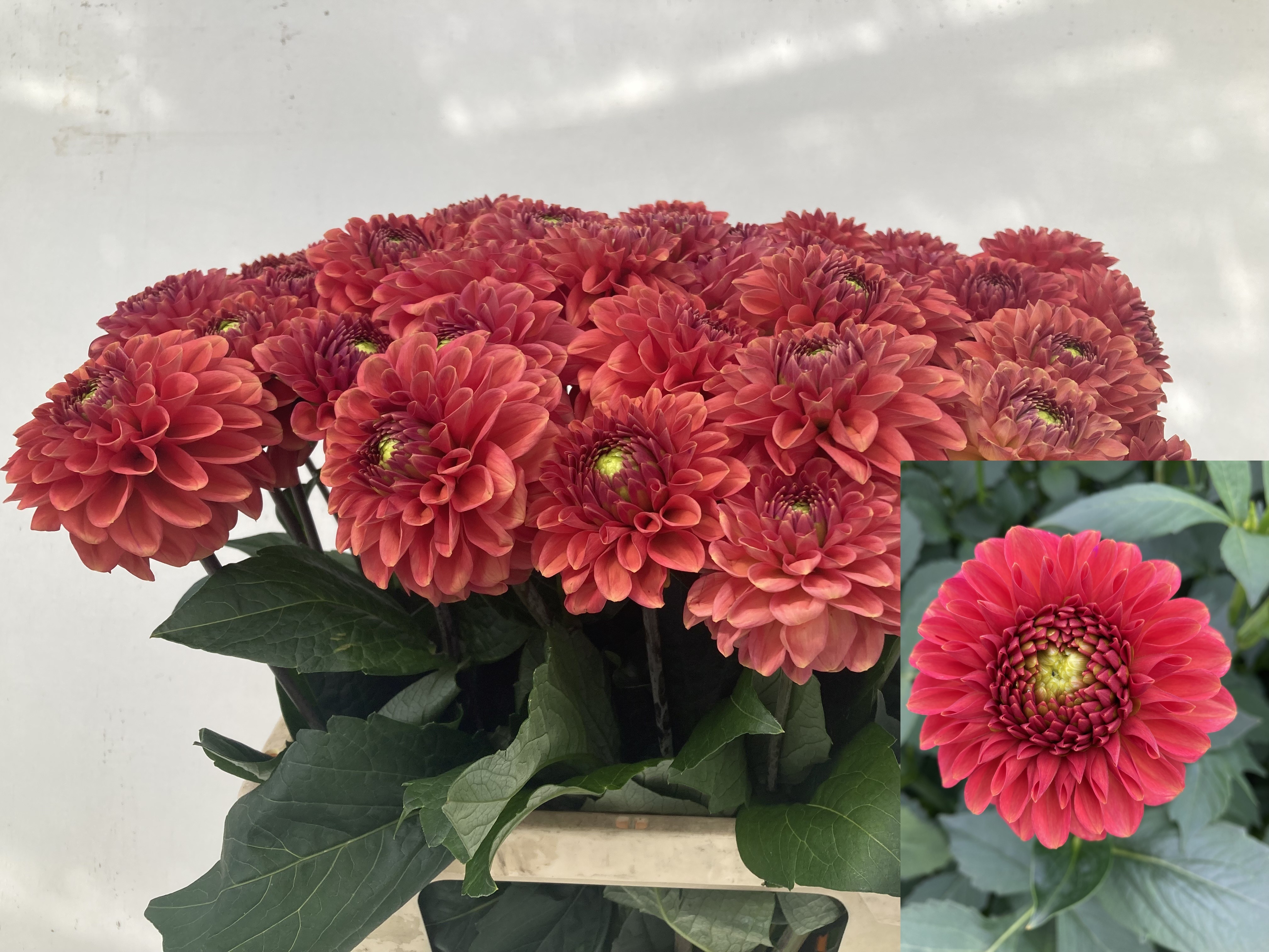 Георгина Оранж Фокс 60, шт. Георгина Оранж Фокс 60, шт.