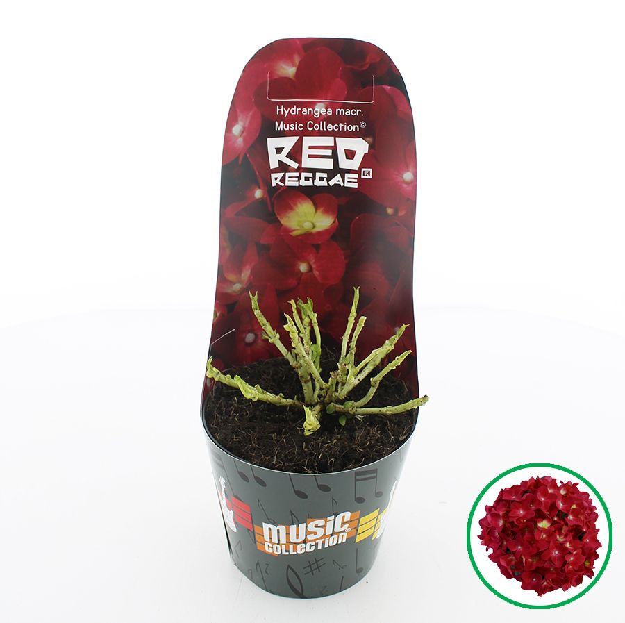 Hydrangea macr. Music Collection® 'Red Reggae'® C2 (17cm.) Potcover, D 17