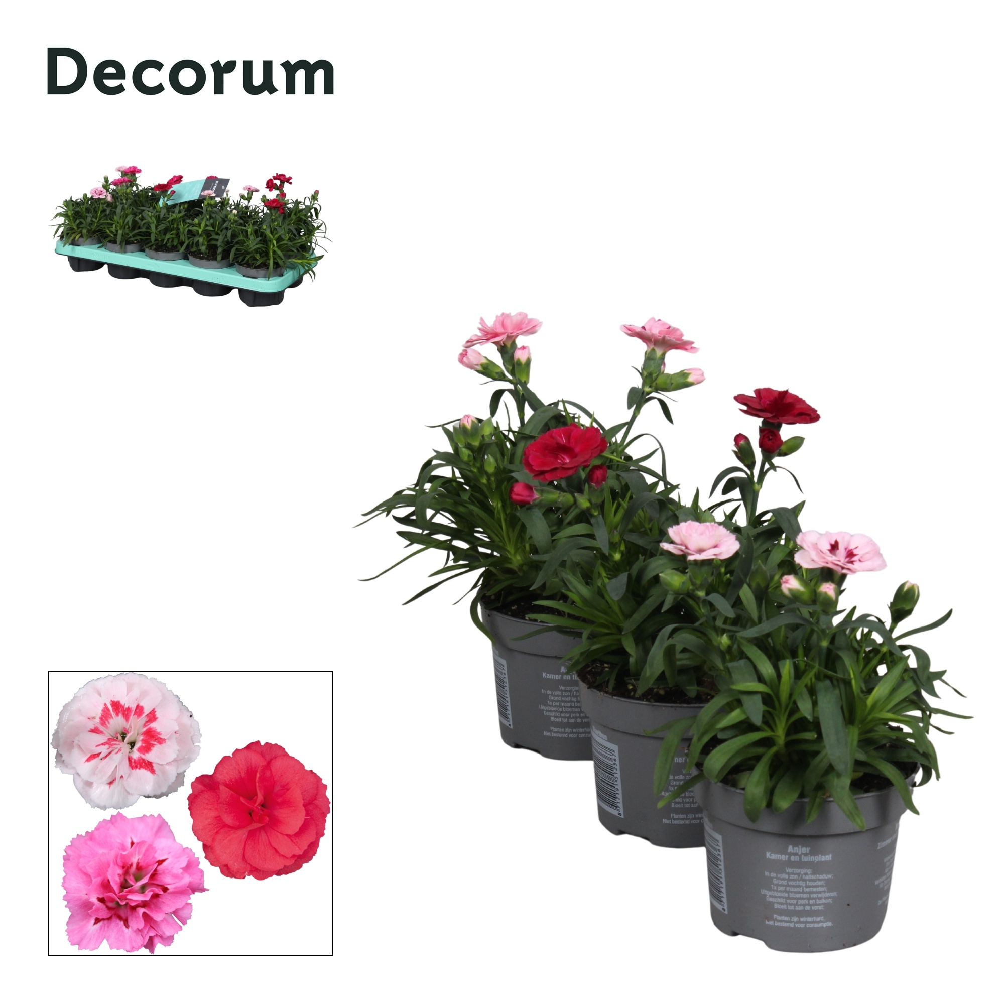 Dianthus - 10,5 cm - Oscar mix - Decorum, D 10,5