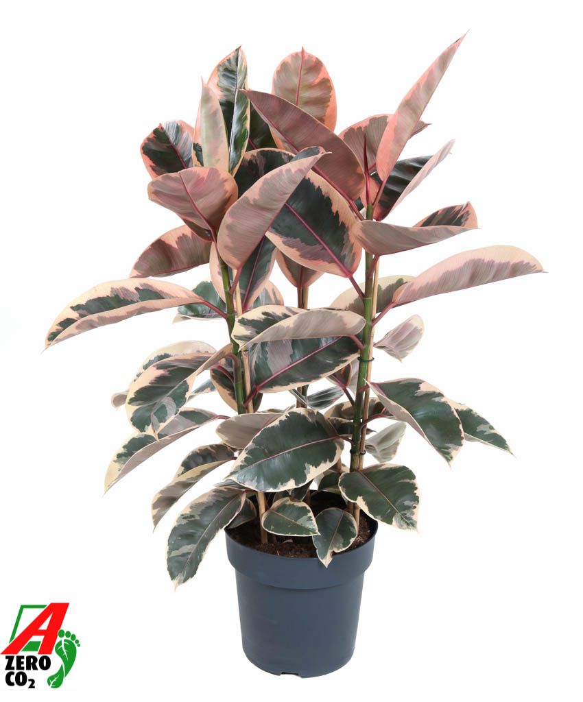 Ficus Elastica Belize 3PP P27, D 27 cm Ficus Elastica Belize 3PP P27, D 27 cm