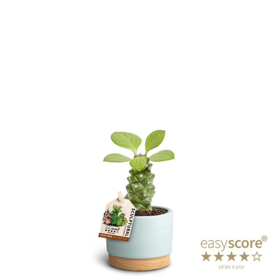 EUPHORBIA RITCHIEI 40617587 WB Sky, D 7 cm EUPHORBIA RITCHIEI 40617587 WB Sky, D 7 cm