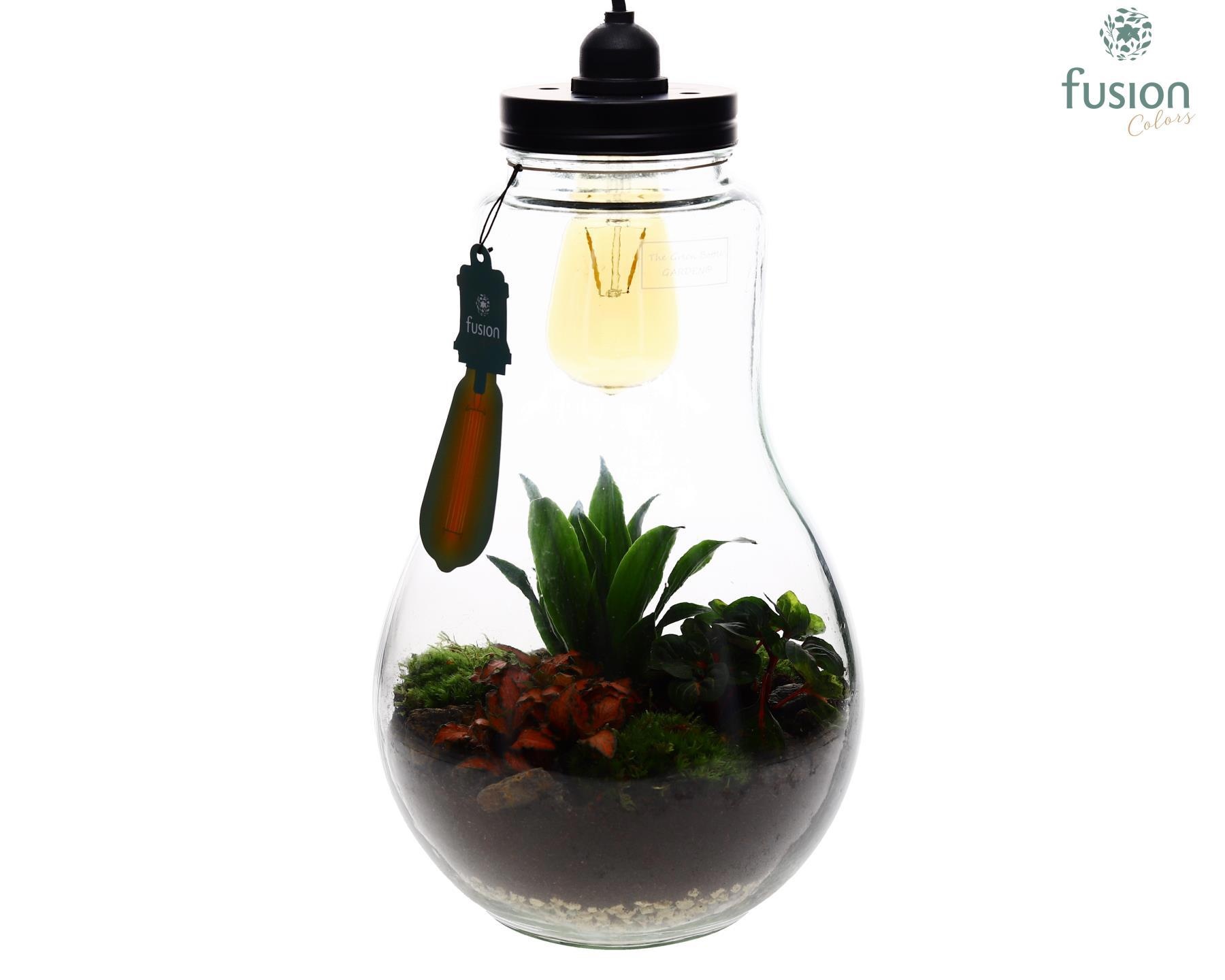 Glas Terrarium XXL met verlichting met Groene Planten, D 29