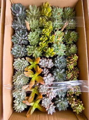 ред пот суккулент 6 10