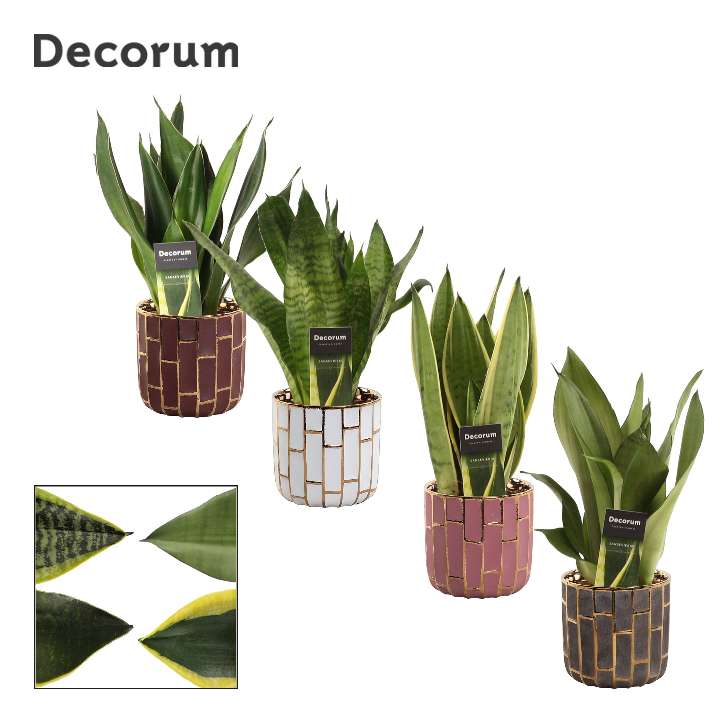 Sansevieria super mix 12 cm in Pascalle (Luxury world-collection, D 12 cm Sansevieria super mix 12 cm in Pascalle (Luxury world-collection, D 12 cm