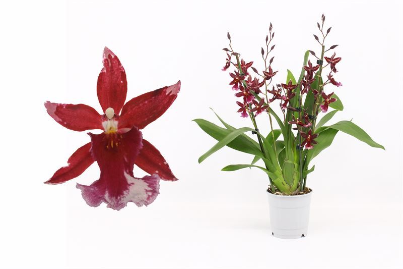 Barrocco Red 5-6T45+ regular, D 12