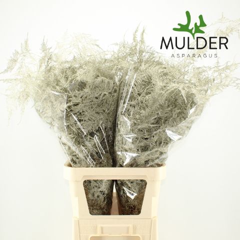 Аспарагус Овериг Крашеный (краш. ) 85, шт.