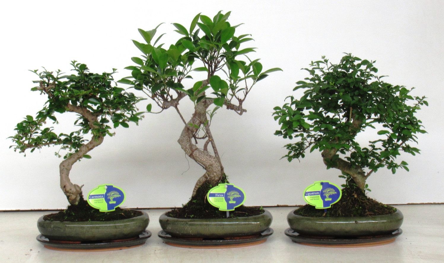 Bonsai mix, indoor, 24cm., shape, with drip tray, D 24