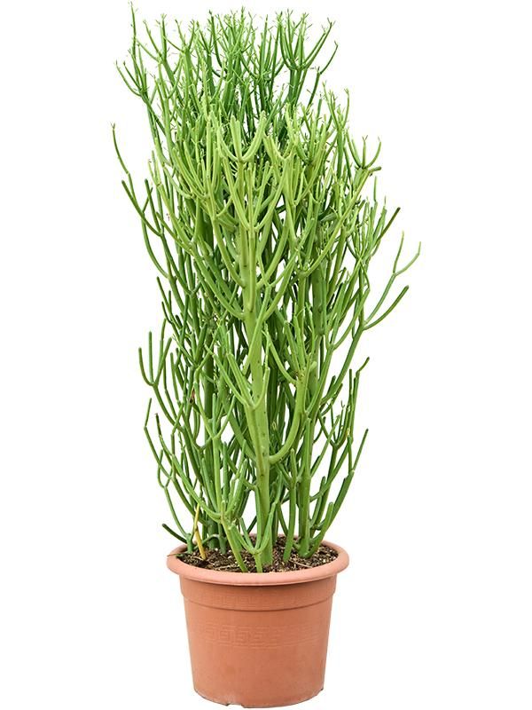 Euphorbia tirucalli, D 30 cm