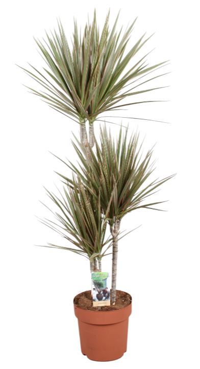 Dracaena Bicolor 60-30-15, D 21