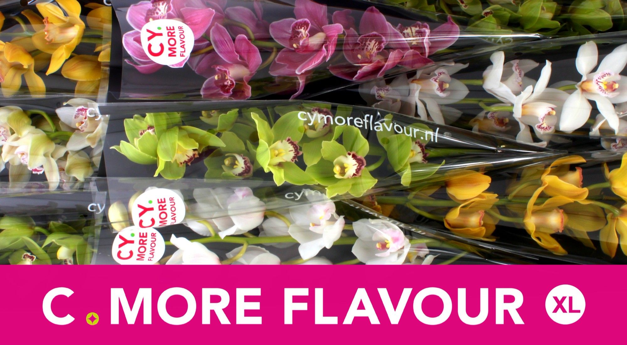 Цимбидиум Микс x9 60, шт.