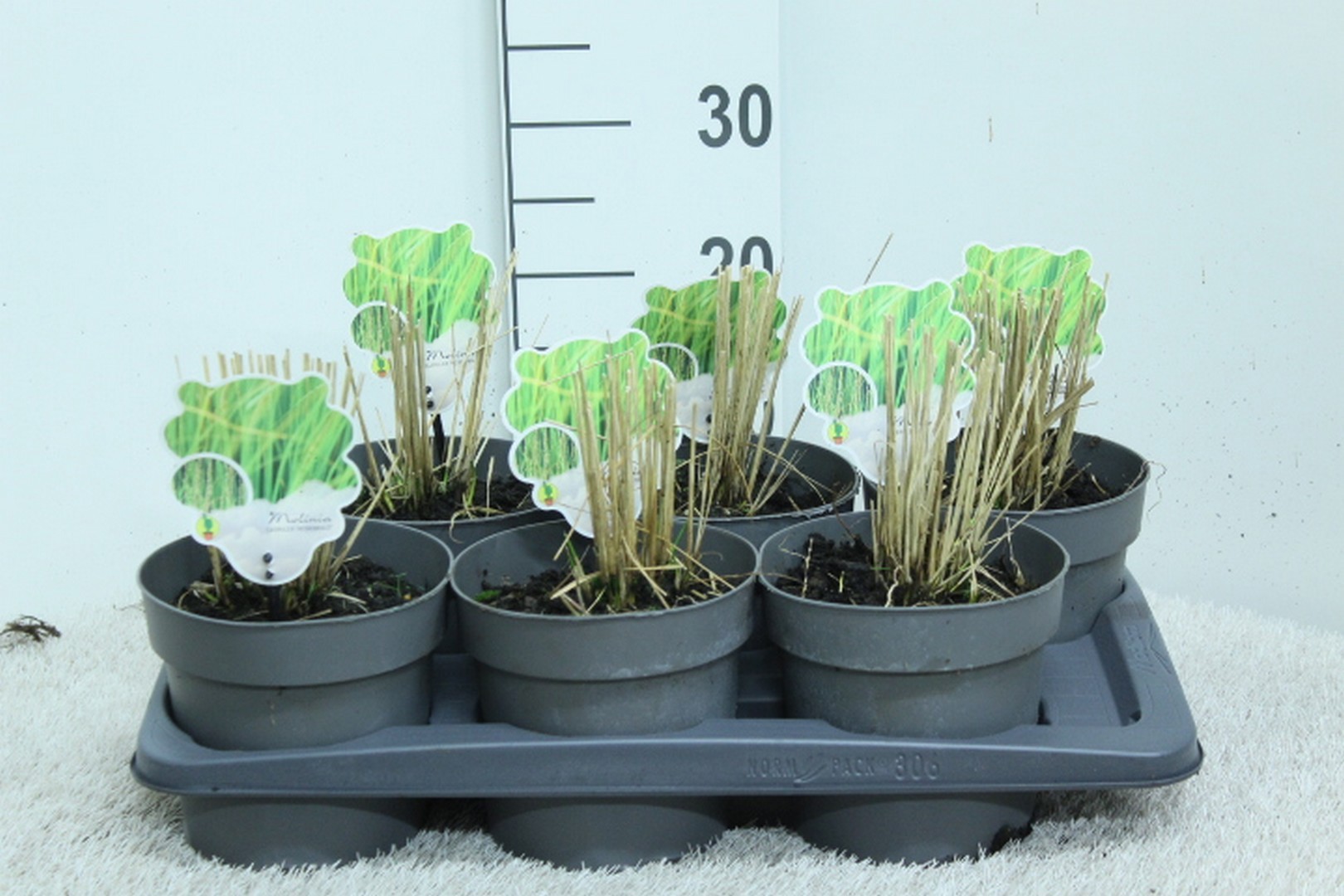 Molinia caerulea 'Heidebraut' P17, D 17