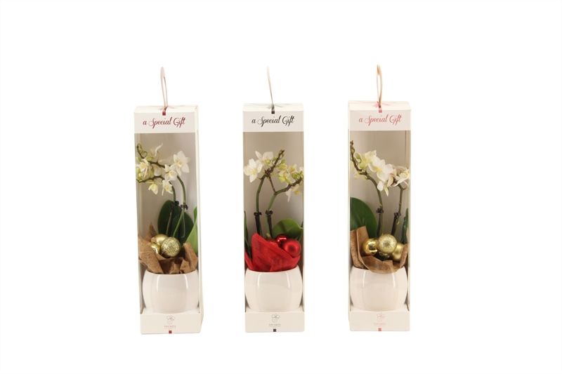 Giftbox Lisa p06 bolpot white Phal Tiny Dolls white 2T12+ Aqu@, D 6