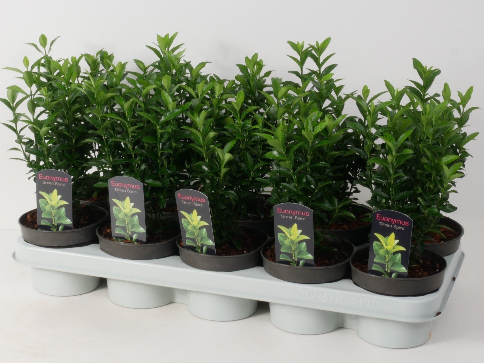 Euonymus jap. 'Green Spire' P12, D 12 cm