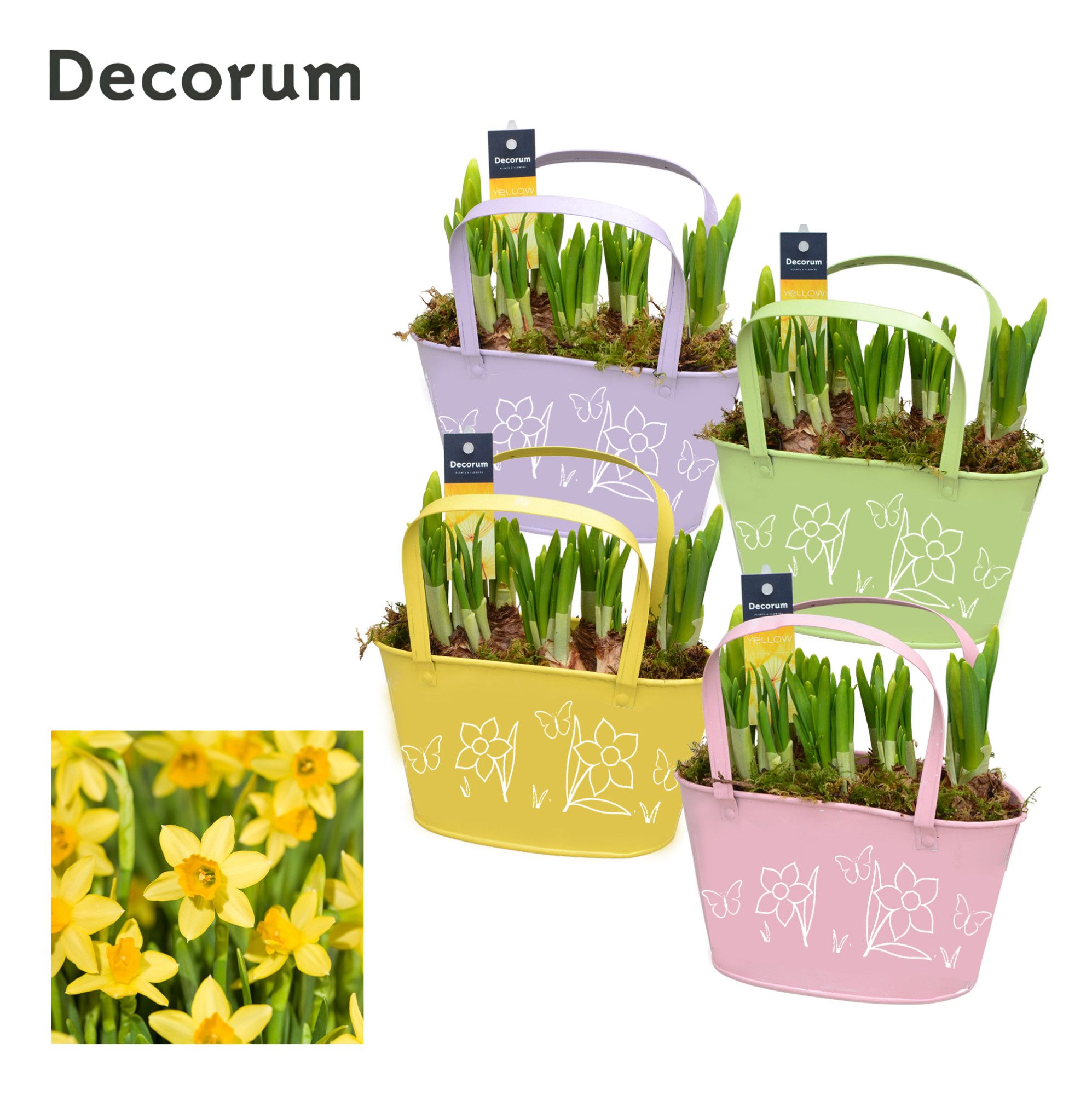 Narcis Colourful Basket GM HL12767, D 21