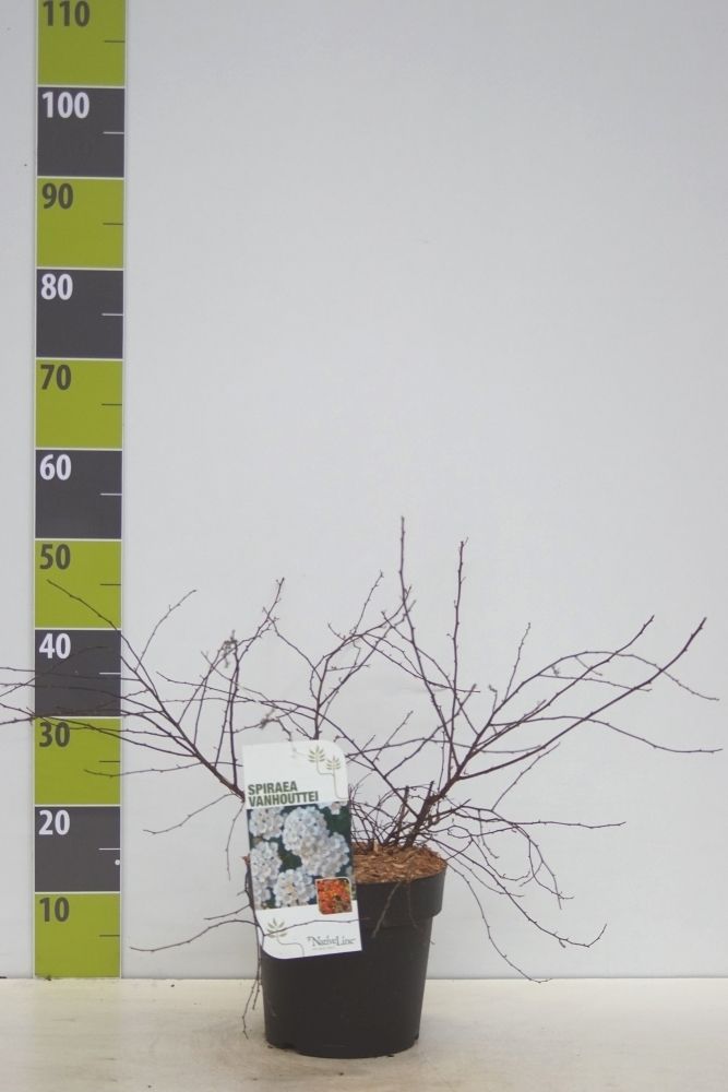 Spiraea vanhouttei C 4,6, D 23