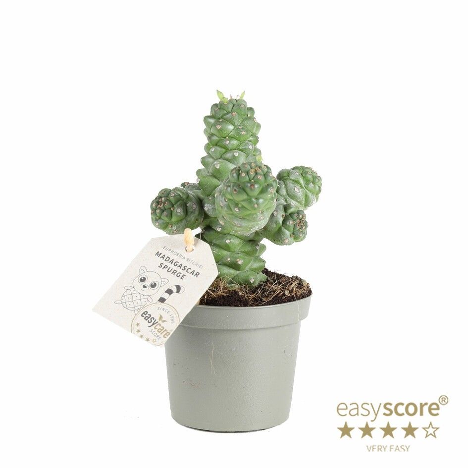 EUPHORBIA RITCHIEI, D 9 cm EUPHORBIA RITCHIEI, D 9 cm