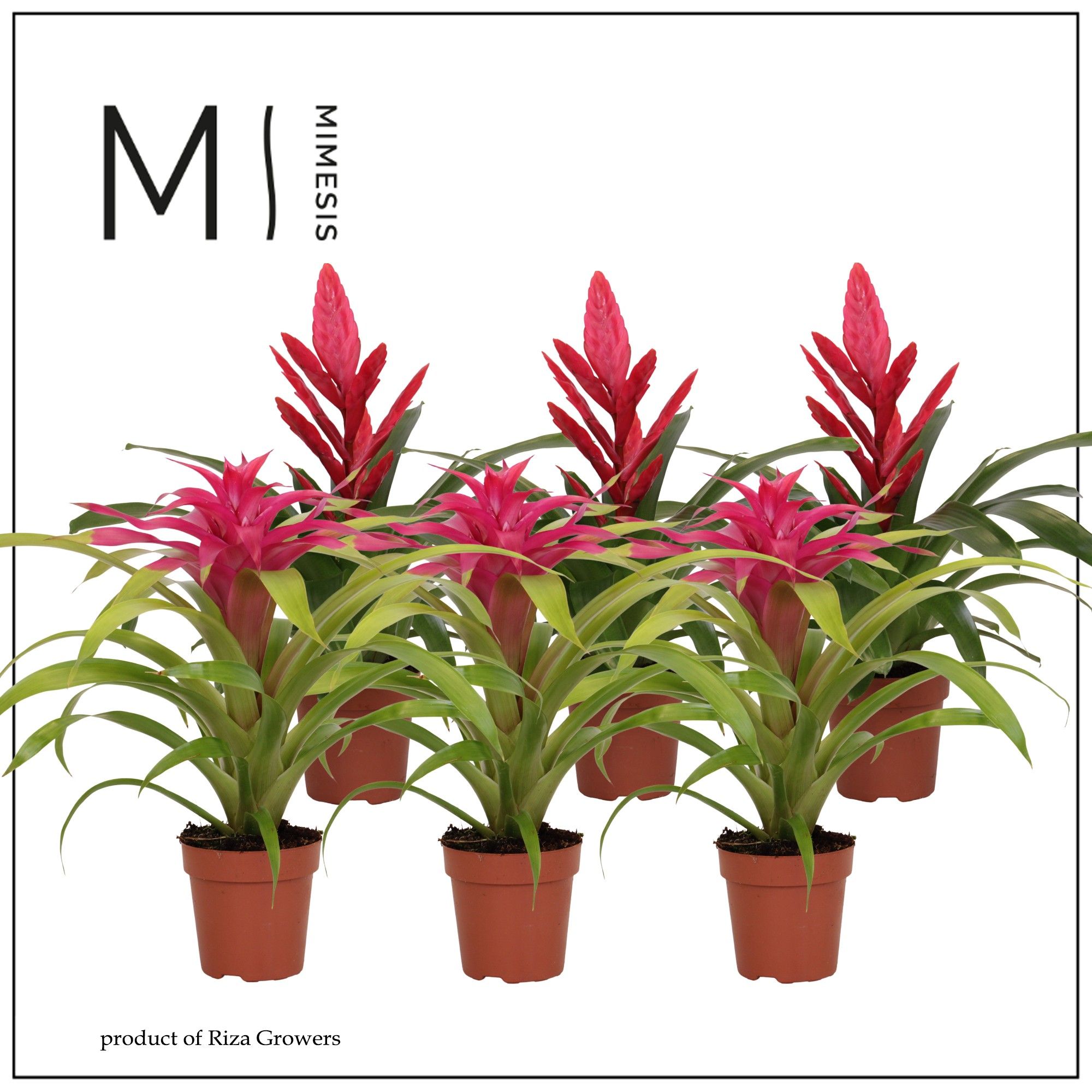 Bromelia Pink - 12cm | Mimesis, D 12