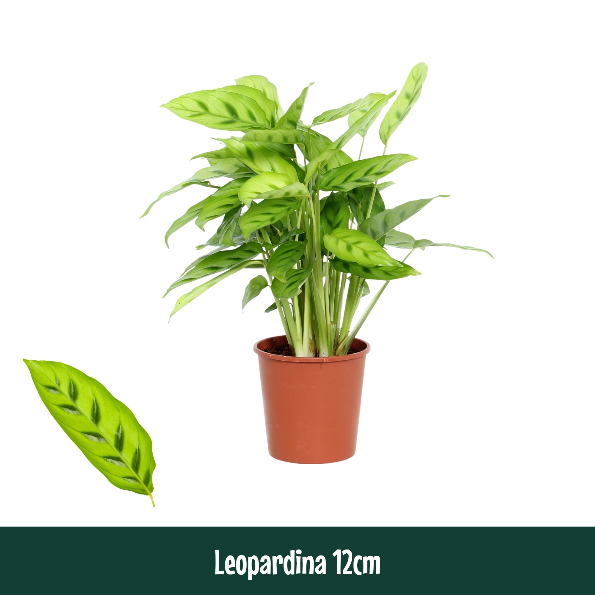 Calathea 12cm Leopardina - Living, D 12