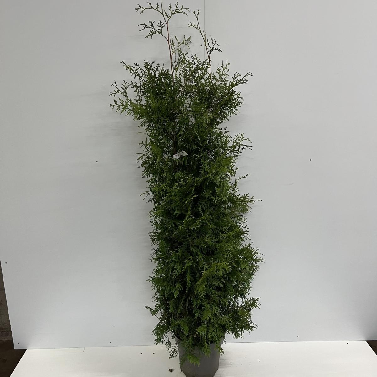 Thuja occ. 'Brabant', D 32
