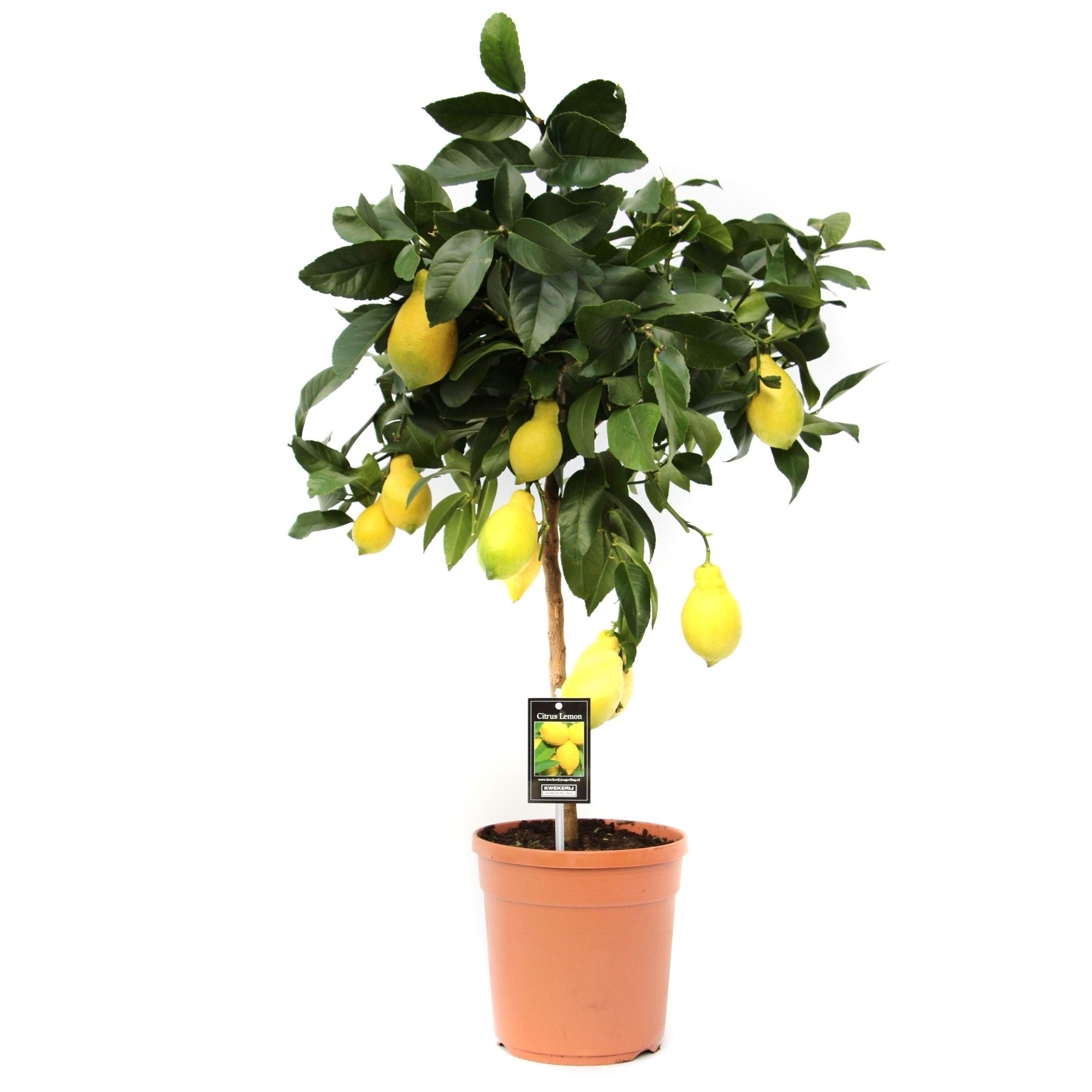Citrus Lemon 2 tot 5 vruchten, D 22