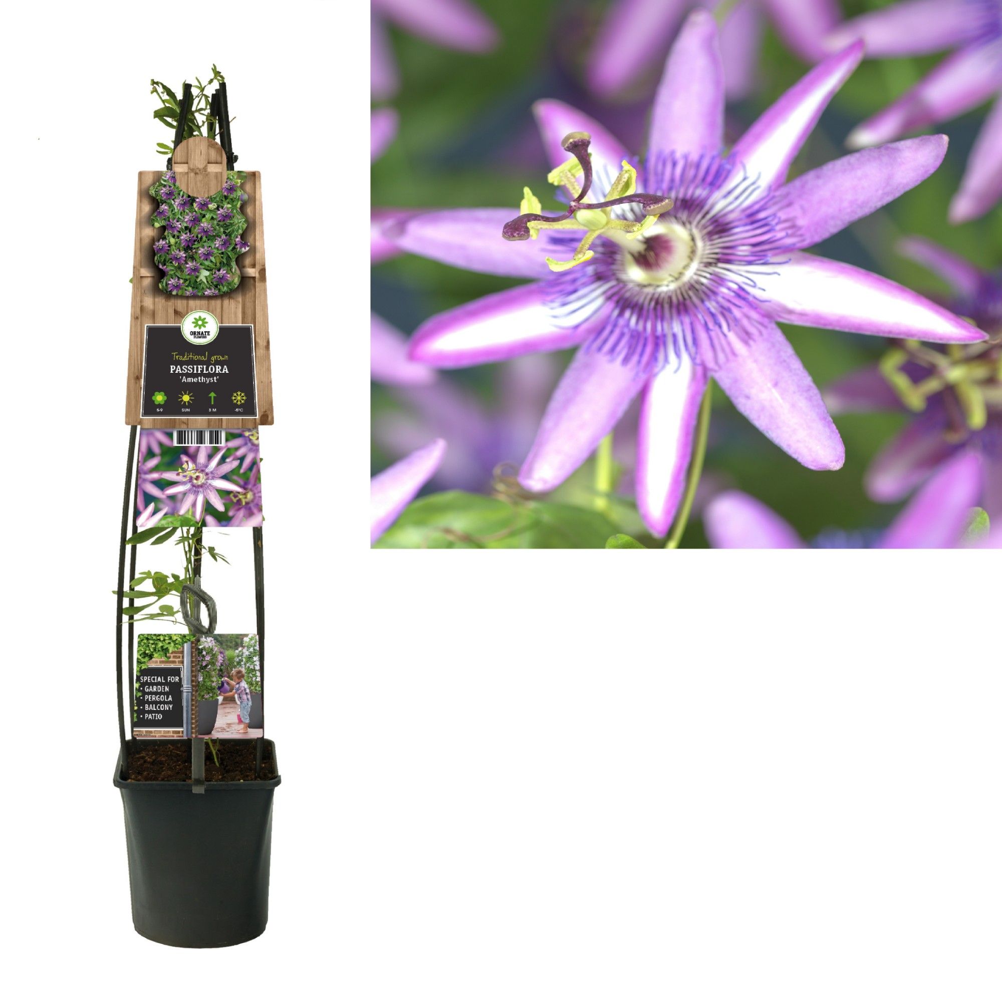 Passiflora 'Amethyst' +3.0 label, D 23