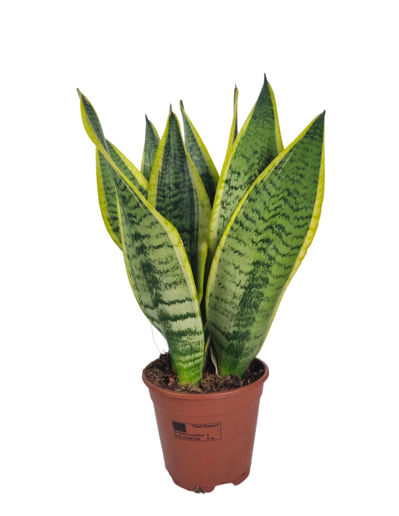 Sansevieria Superba 14 cm, D 14