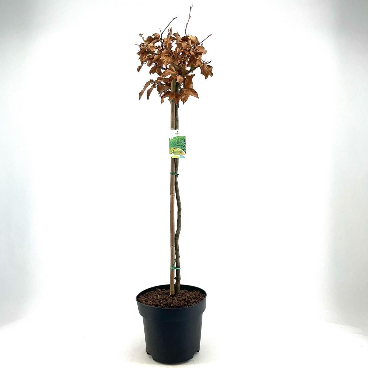 Fagus sylvatica, bol, D 28